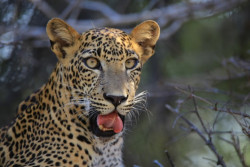 Leopard