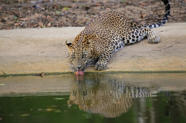Leopard