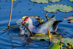 Purple Swamphen