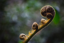 රටා
