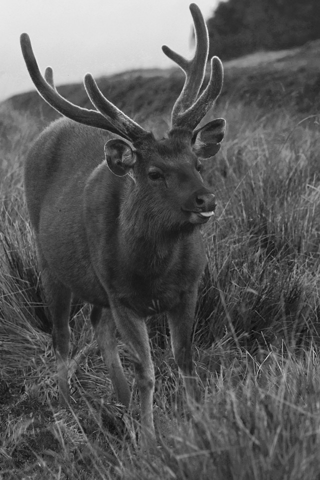 Talking sambar