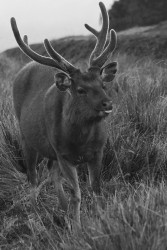 Talking sambar