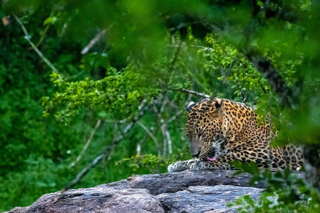 Leopard Enjoying Heavy Rain