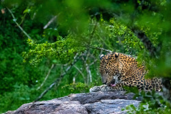 Leopard Enjoying Heavy Rain