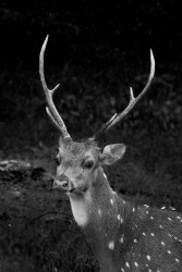 Spotted Deer