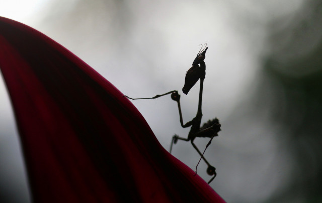MANTIS