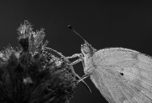 DEW