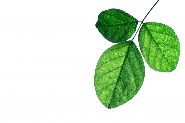 Leaves