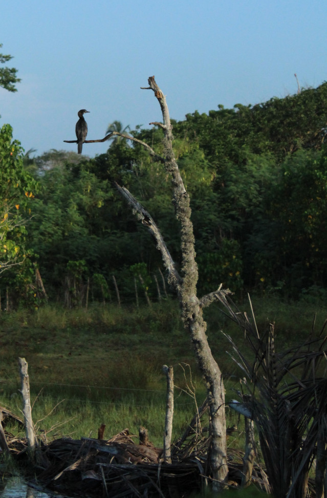 gazing cormorant