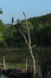 gazing cormorant