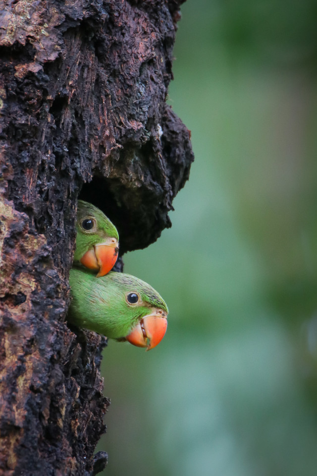 Awaiting Meals