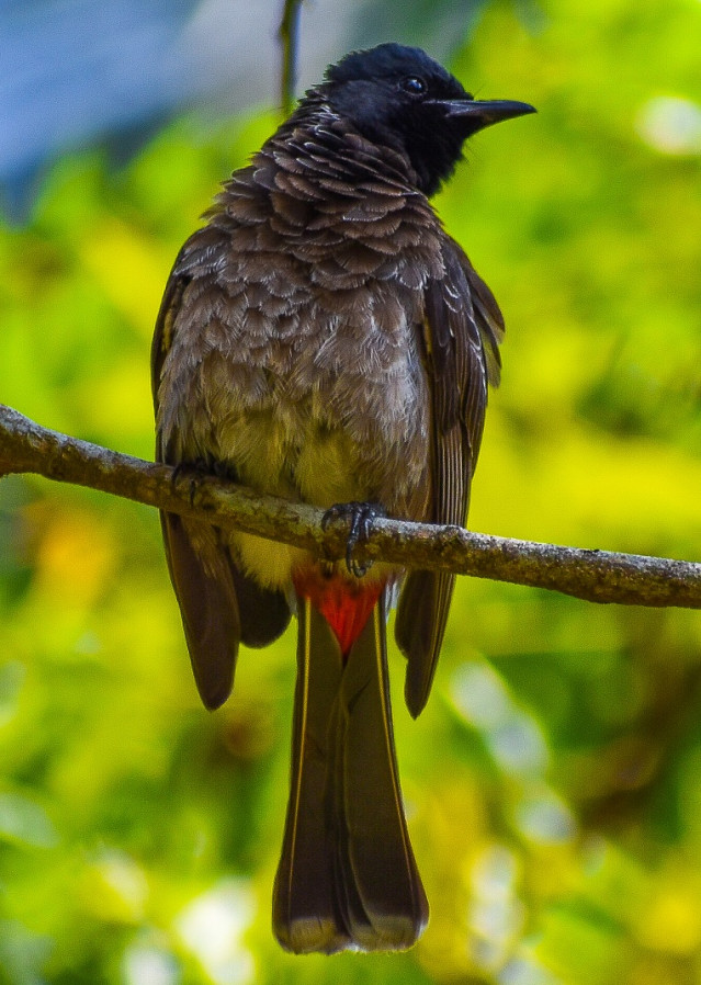 The Red Vented Bulbul