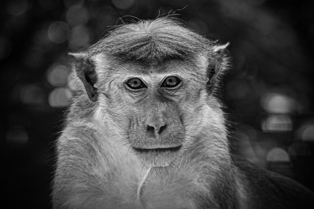 Monkey Closeup