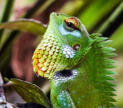 වර්ණ
