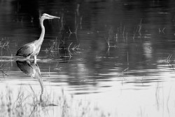 Mirror Of the Wild