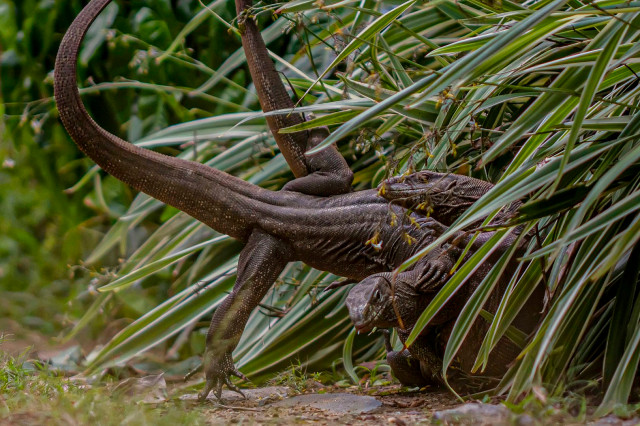 The Varanus Battle