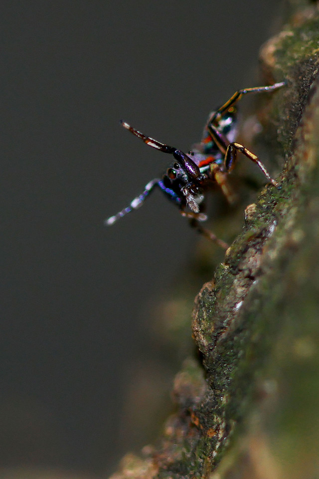 Colour Full Hunter