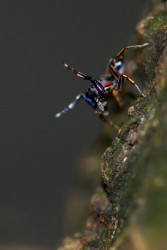 Colour Full Hunter