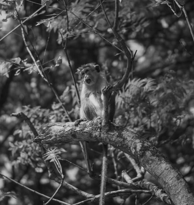 Monkey crying