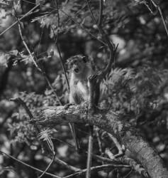 Monkey crying