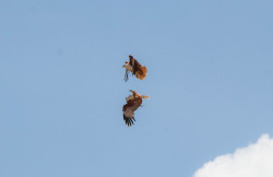 Feathered Wonders
