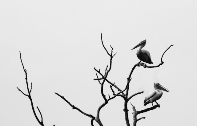 Pelican Drama