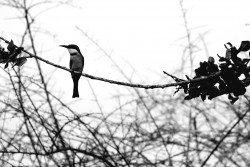 Lonely beauty