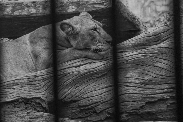 Animal World