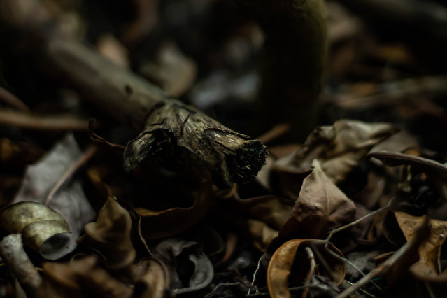 Leaves falling, life renewing.
