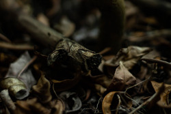 Leaves falling, life renewing.
