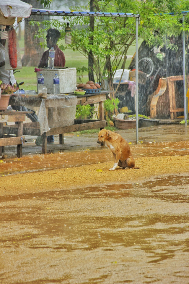Stray