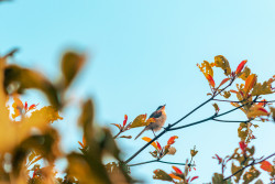 Autumn