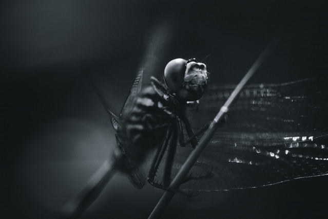 Dragonfly Macro