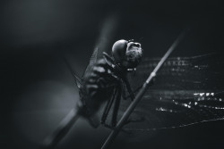 Dragonfly Macro