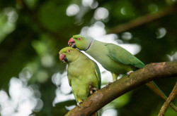 Parrot couple