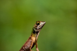 Lizard Portrait