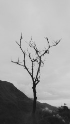 Resilience Tree