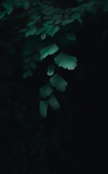 Tiny leaves