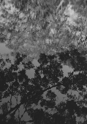 Tree reflection on water