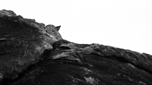 hide and seek