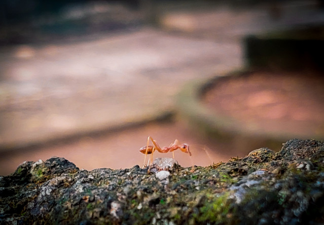 Wild Photograph