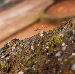 Wild Photograph