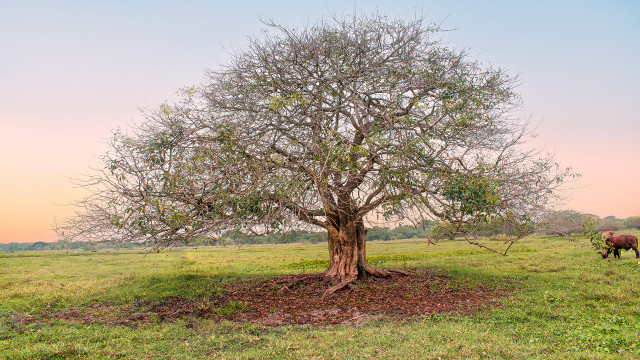 art of tree