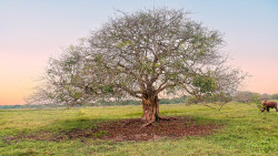 art of tree