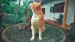 Looking for his lunch