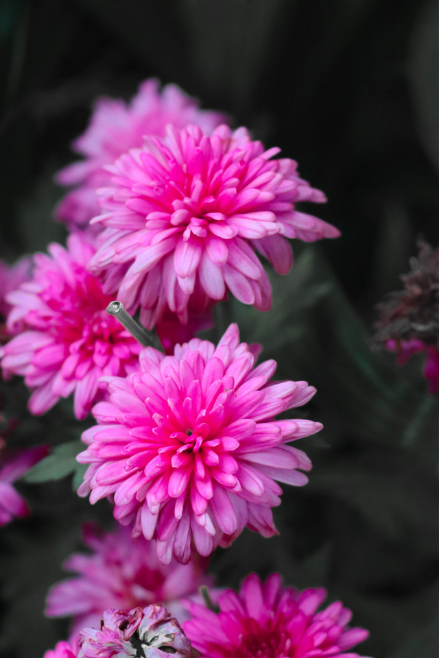 CHRYSANTHAMAN
