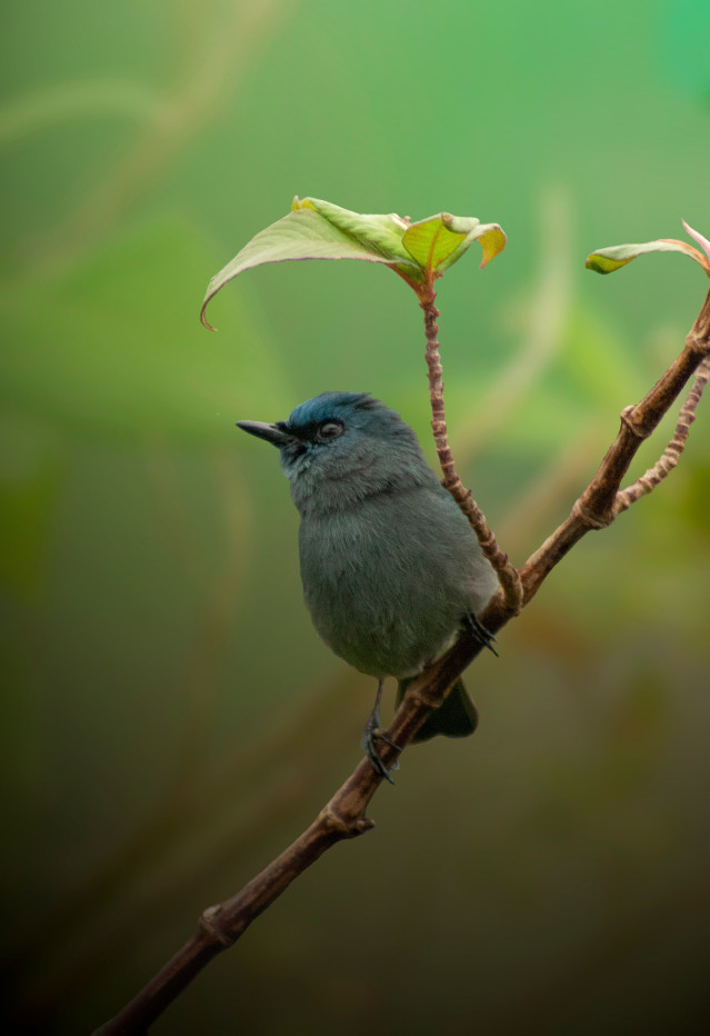 Sri Lankan Dull Blue Flycatcher