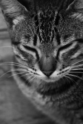 smitten kitten.