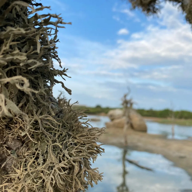 Roots of a tree in a lagoon