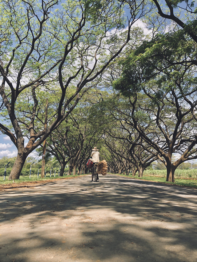 සොබා සෙවණ